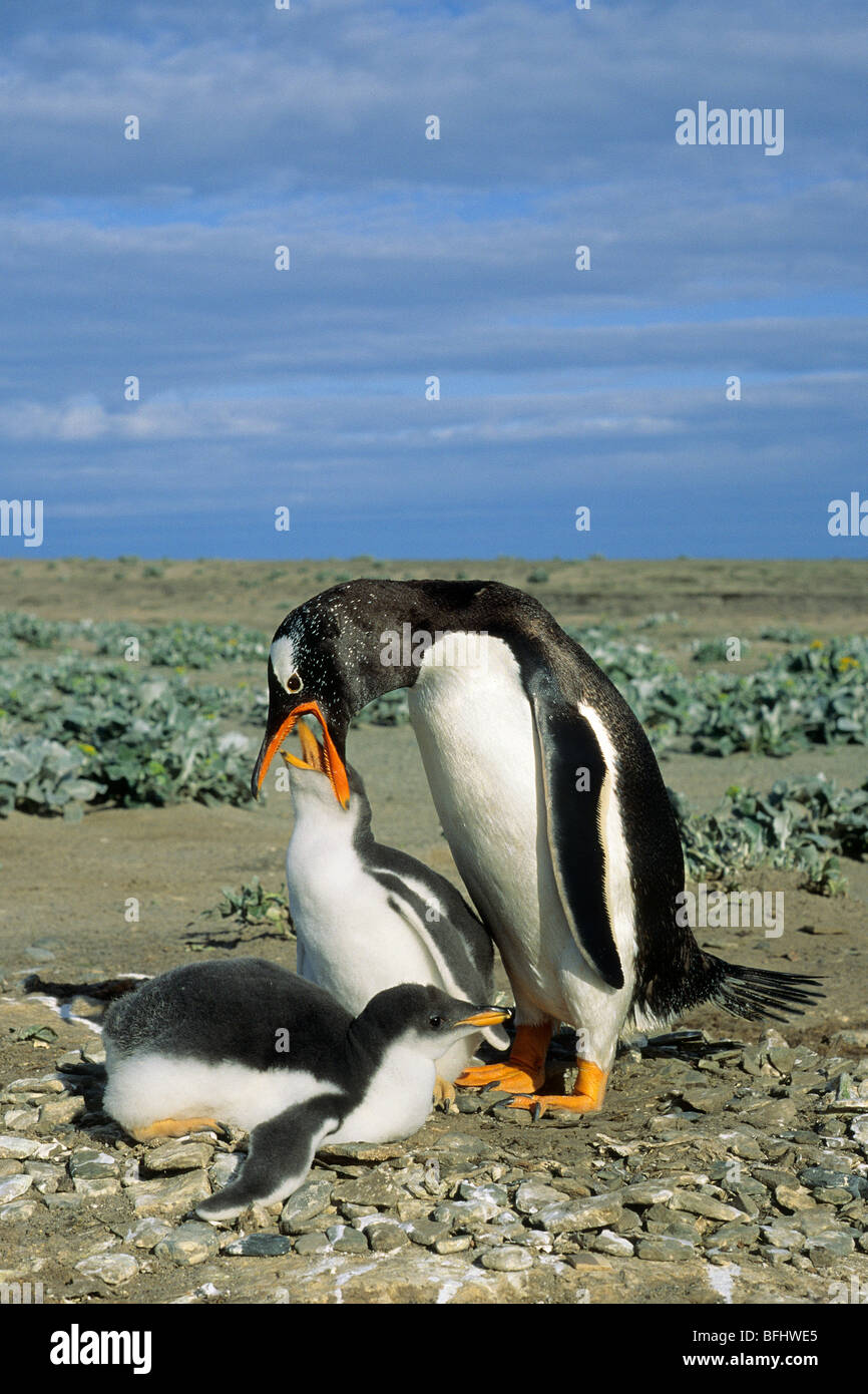 Adult gentoo penguin (Pygoscelis papua) feeding a chick, Falkland Islands Stock Photo