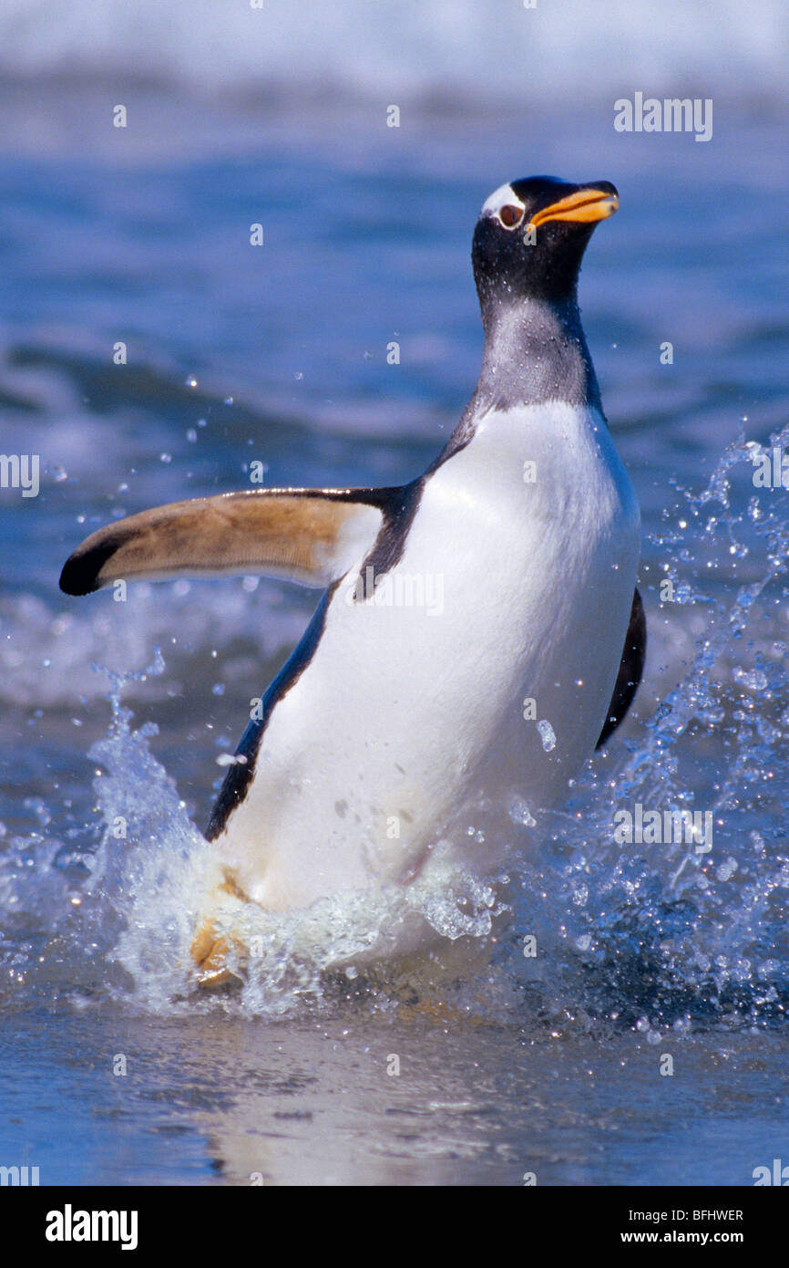 Adult gentoo penguin (Pygoscelis papua) coming ashore, Falkland Islands Stock Photo