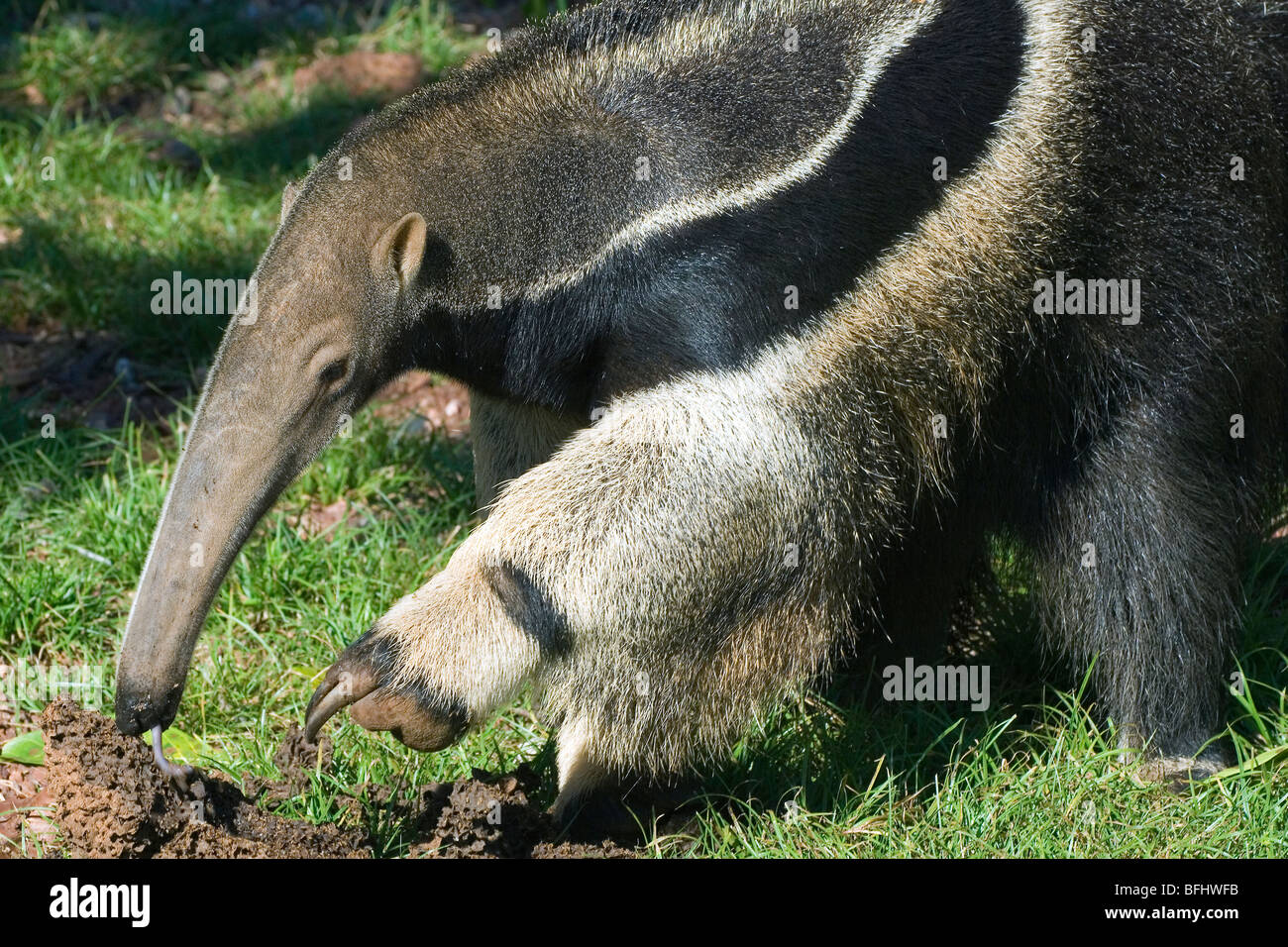 Anteater hi-res stock photography and images - Alamy