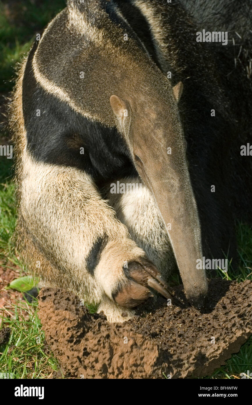 Giant anteater (Myrmecophaga tridactyla) foraging for termites, Pantanal, southwestern Brazil Stock Photo