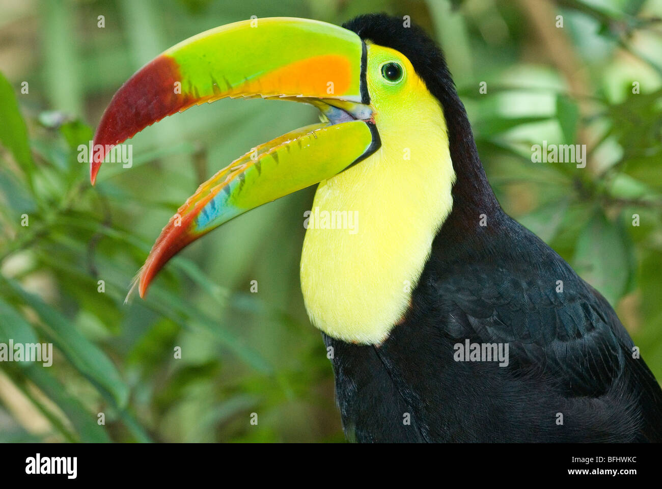 Keel-billed toucan (Ramphastos sulfuratus), Yucatan Peninsula, Mexico Stock Photo