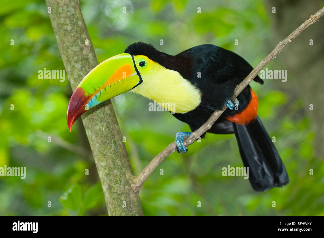 Keel-billed toucan (Ramphastos sulfuratus), Yucatan Peninsula, Mexico Stock Photo