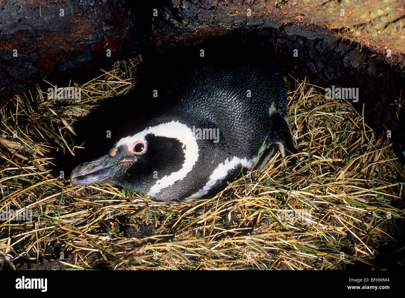 Magellanic penguin (Spheniscus magellanicus) inside its nesting burrow, Falkland Islands Stock Photo