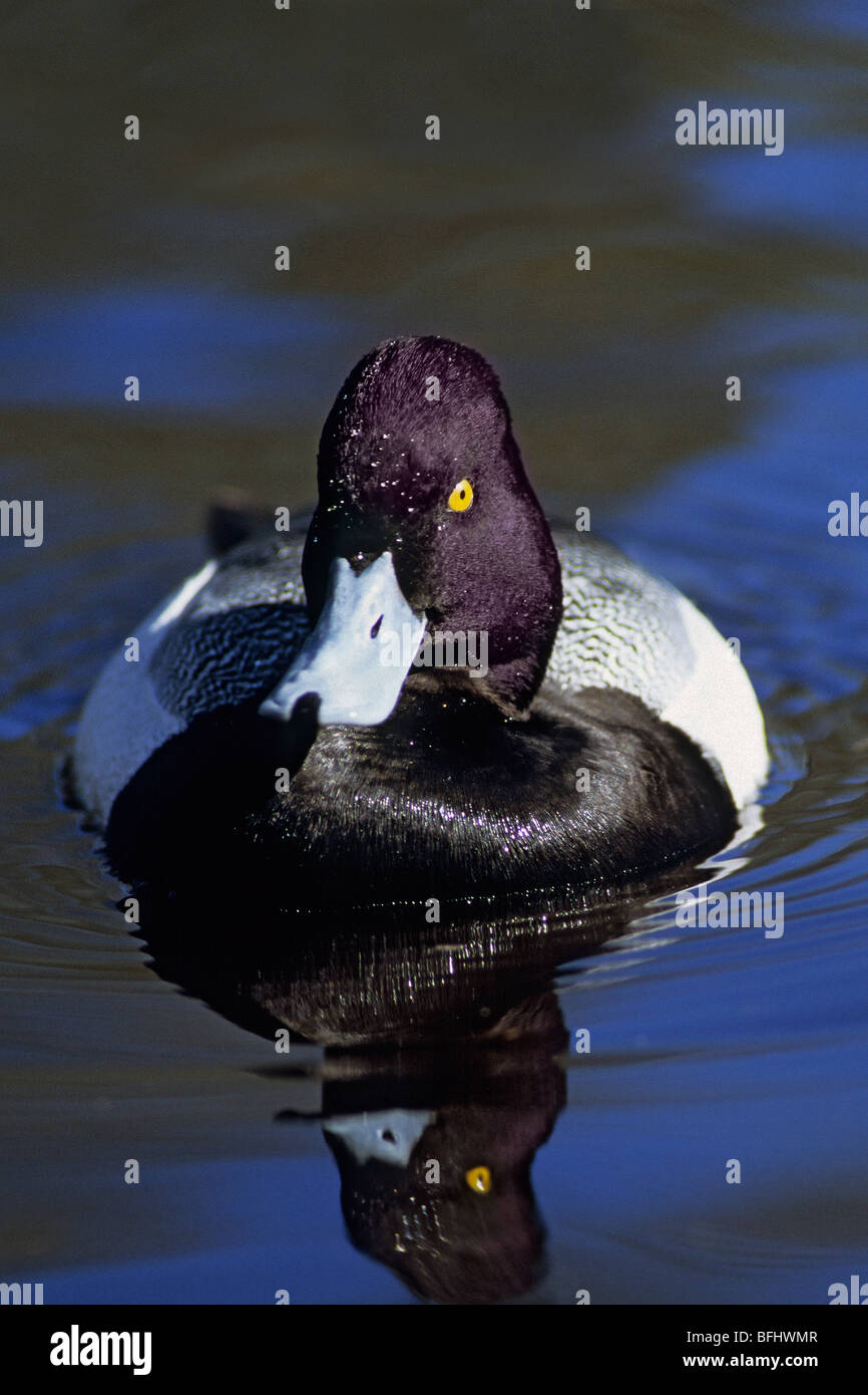 Male lesser scaup (Aythya affinis) in breeding plumage, coastal British Columbia, Canada Stock Photo