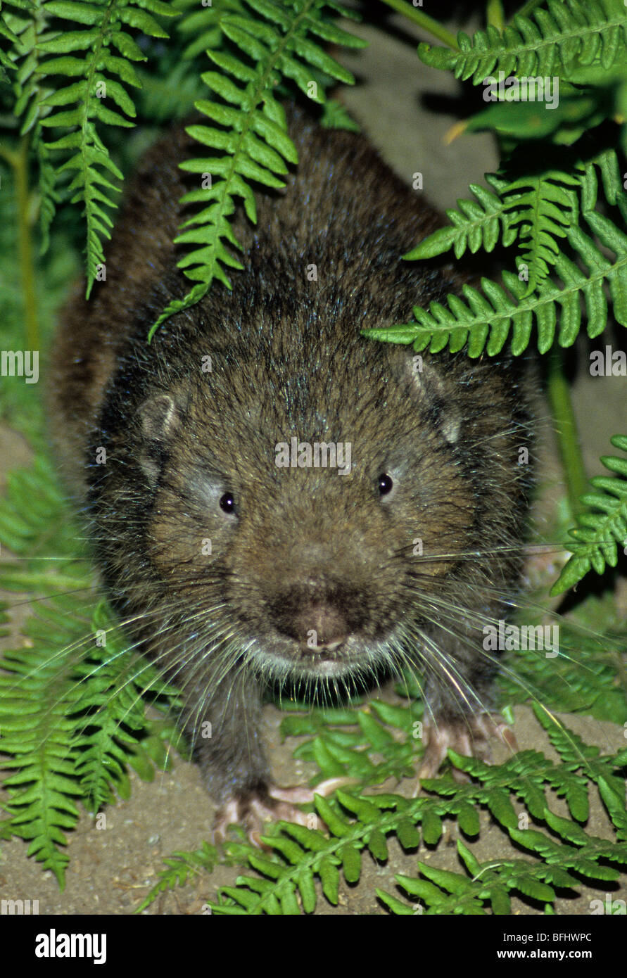 Mountain beaver (Aplodontia rufa), temperate rain forest, Washington State, USA Stock Photo Alamy