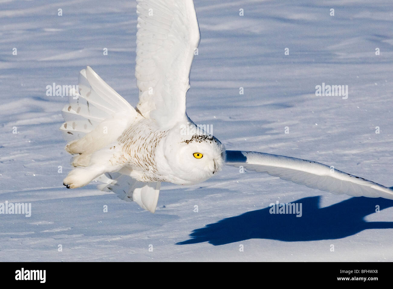Hunting snowy owl (Bubo scandiaca), prairie Alberta, Canada Stock Photo