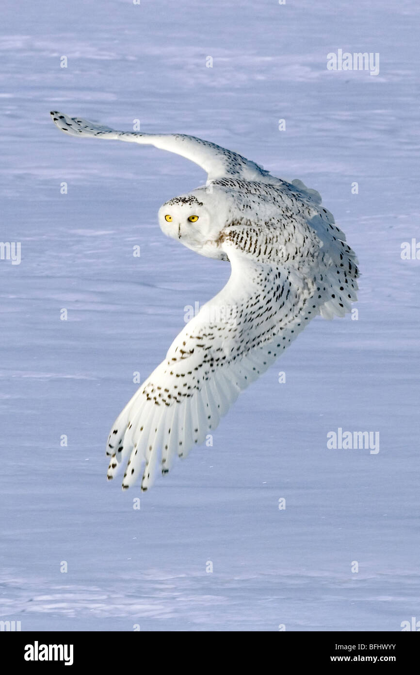 Snowy owl (Bubo scandiaca) hunting in winter, prairie Alberta, Canada Stock Photo