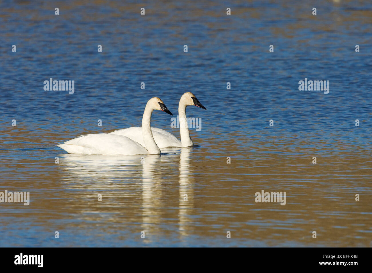 Trumpeter swans (Cygnus buccinator), central Alberta, Canada Stock Photo