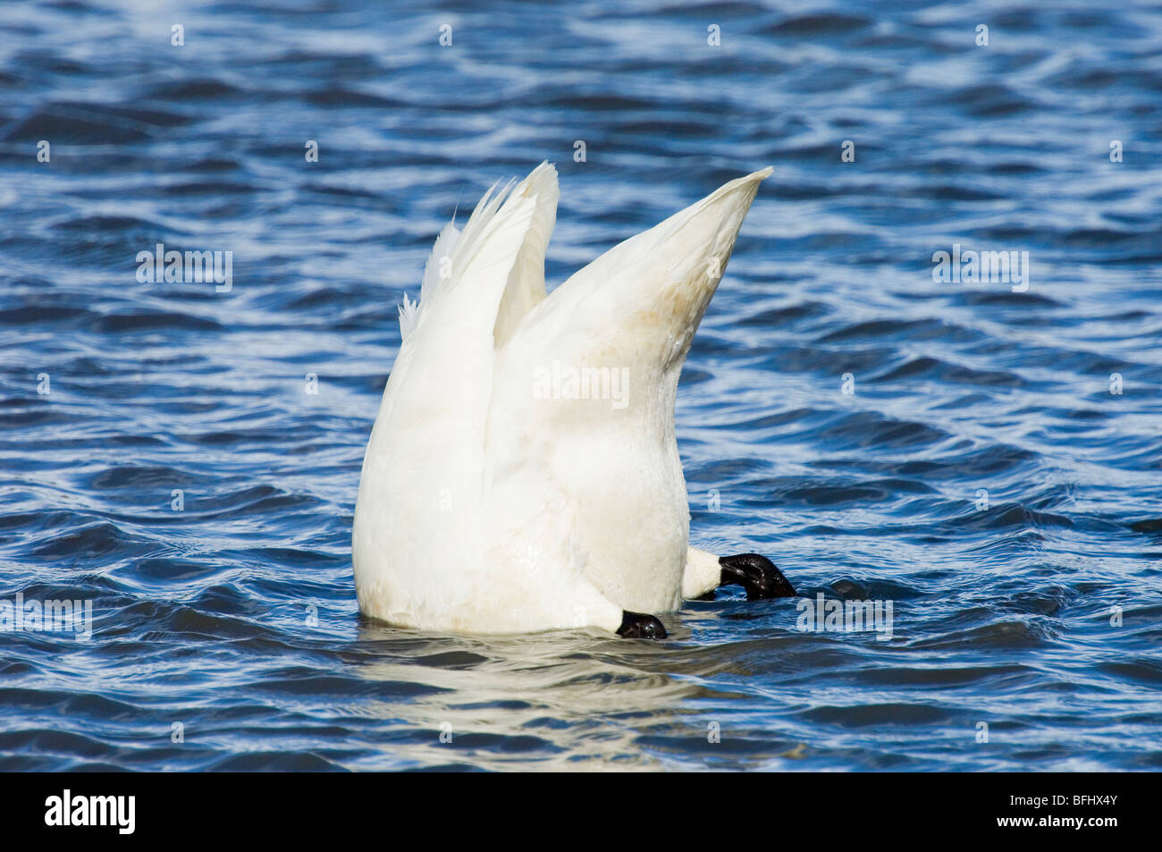 Trumpeter swans (Cygnus buccinator) feeding on roots and tubers in a shallow lake, central Alberta, Canada Stock Photo