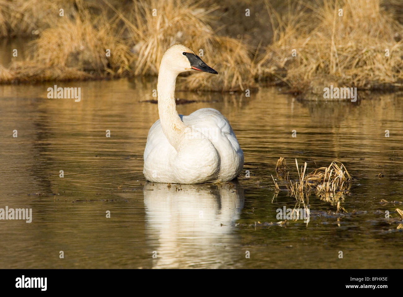 Trumpeter swan (Cygnus buccinator), central Alberta, Canada Stock Photo