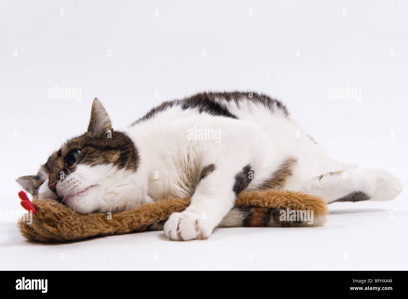 pet cat playing with stuffed toy and catnip Stock Photo