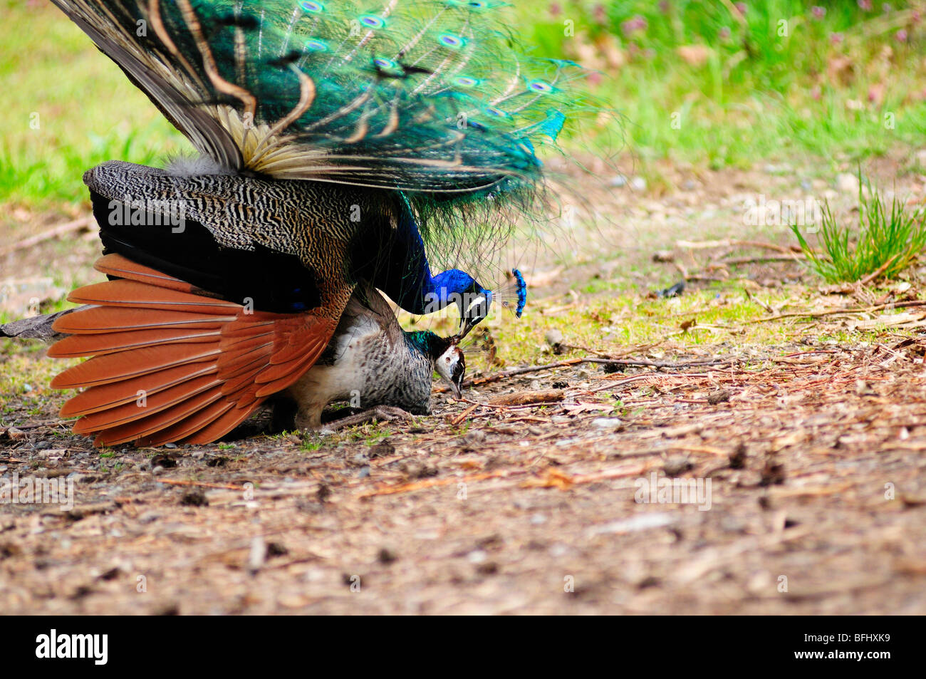 Male peacock mating with female peacock. Stock Photo