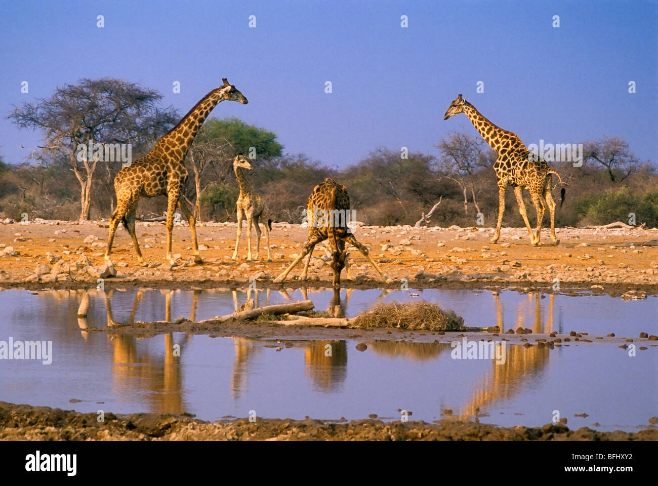 Giraffes (Giraffa camelopardalis) at watering hole, Etosha National Park, Namibia, Africa Stock Photo