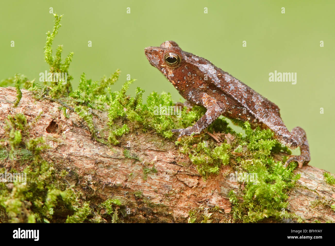 A frog perched on a mossy branch in Amazonian Ecuador. Stock Photo