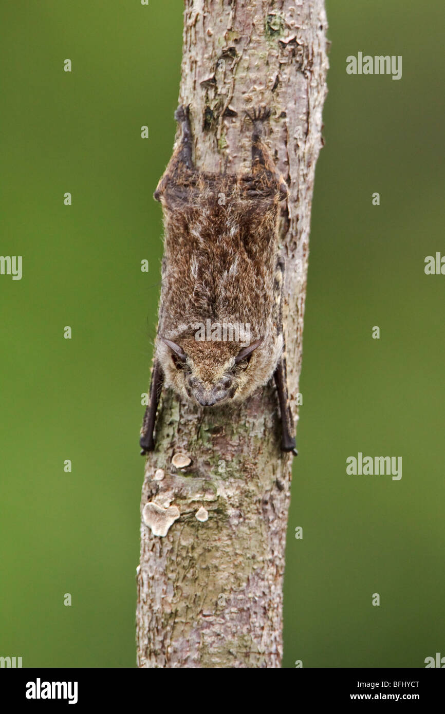 Bats perched on a branch in Amazonian Ecuador. Stock Photo