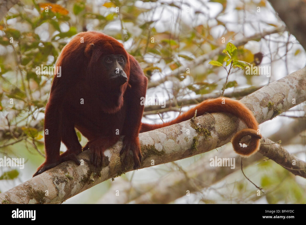 A Monkey perched in a tree in Amazonian Ecuador. Stock Photo