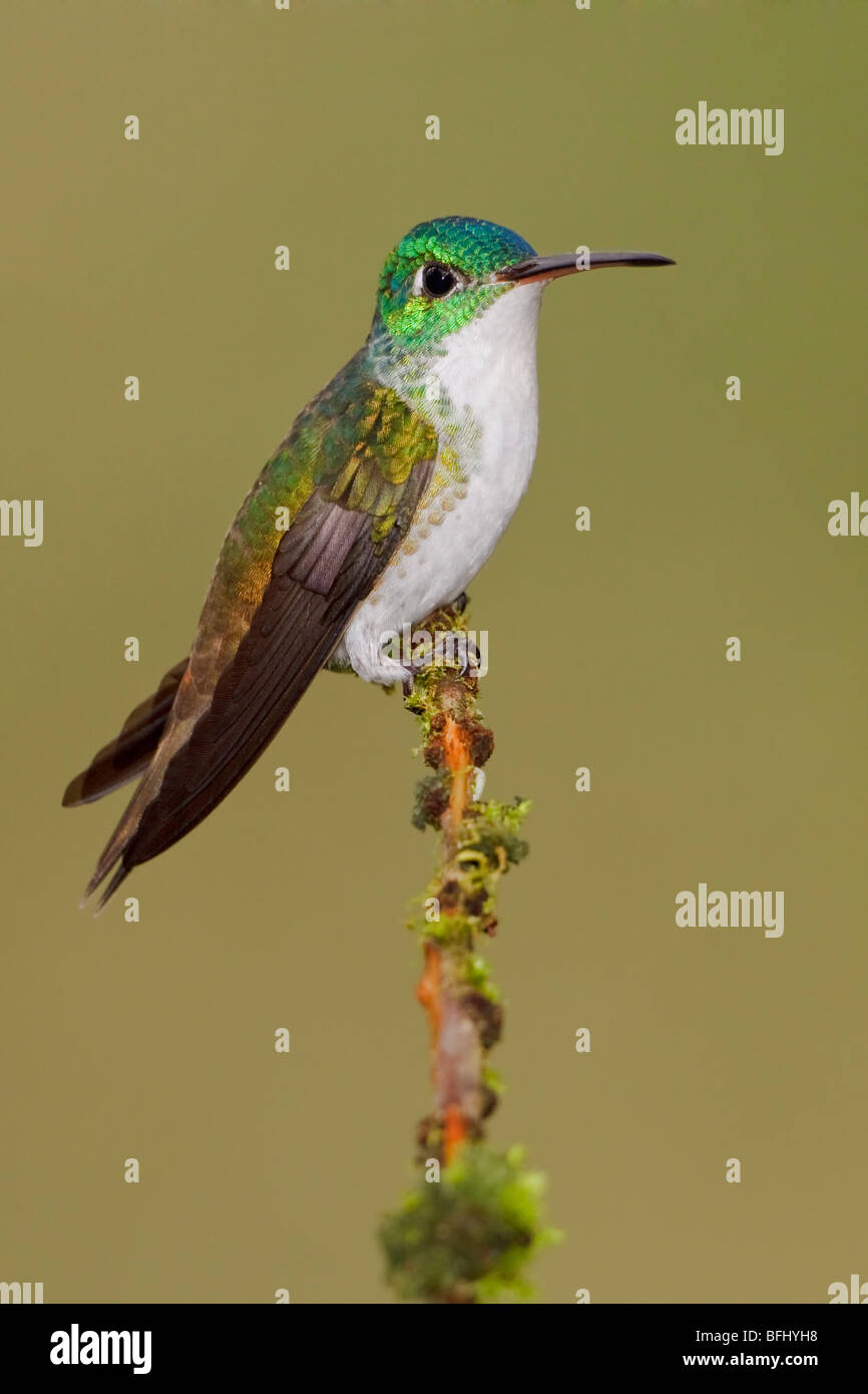 Andean Emerald hummingbird (Amazilia franciae) perched on a branch in the Tandayapa Valley of Ecuador. Stock Photo