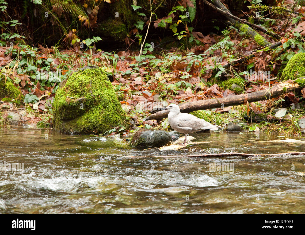Salmon run at Goldstream Park. Vancouver Island, BC, Canada Stock Photo