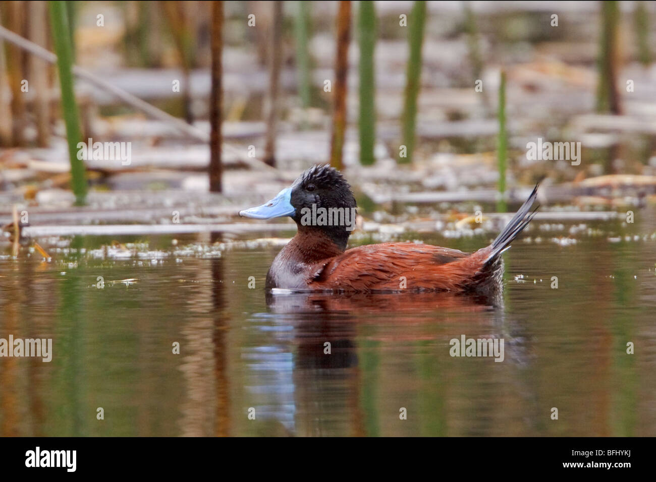 Andean Ruddy-Duck (Oxyura ferruginea) swimming in a lake in Cajas National Park in southern Ecuador. Stock Photo
