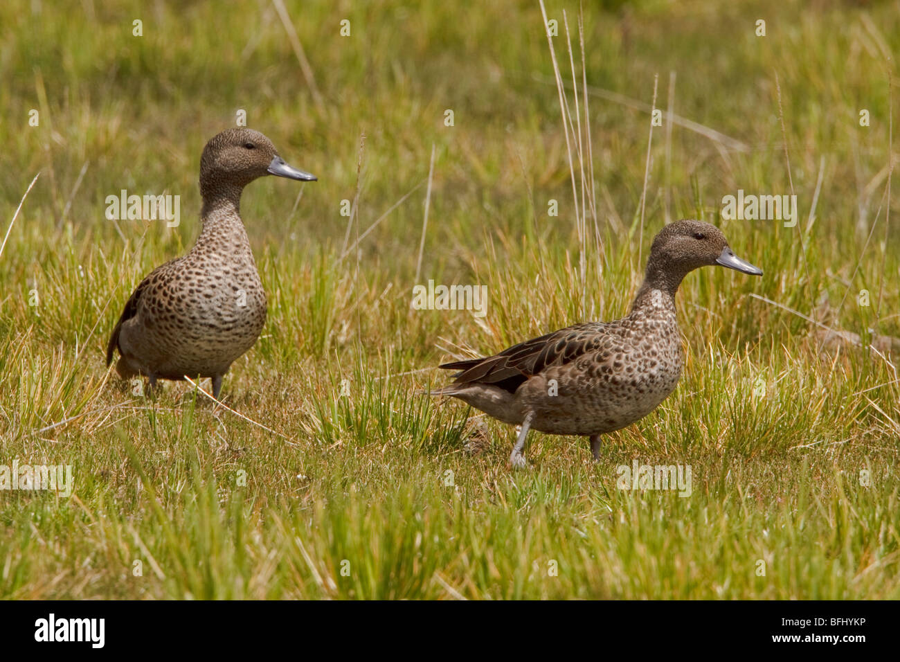Andean Teal (Anas andium) perched on paramo vegetation in the highlands of Ecuador. Stock Photo