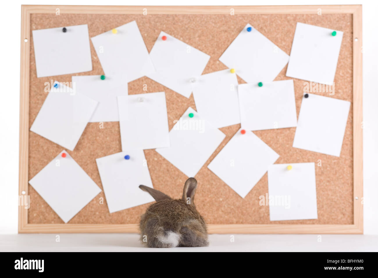 brown bunny and a cork board with notes Stock Photo