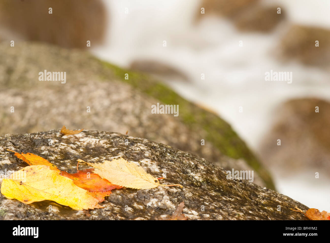 Fall Rocks Up Close Rocks and leaves up close hi-res stock photography and images - Alamy