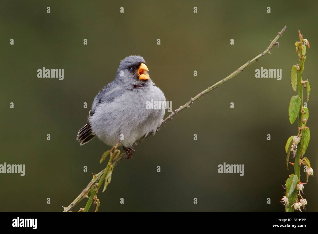 Band tailed seedeater hi-res stock photography and images - Alamy