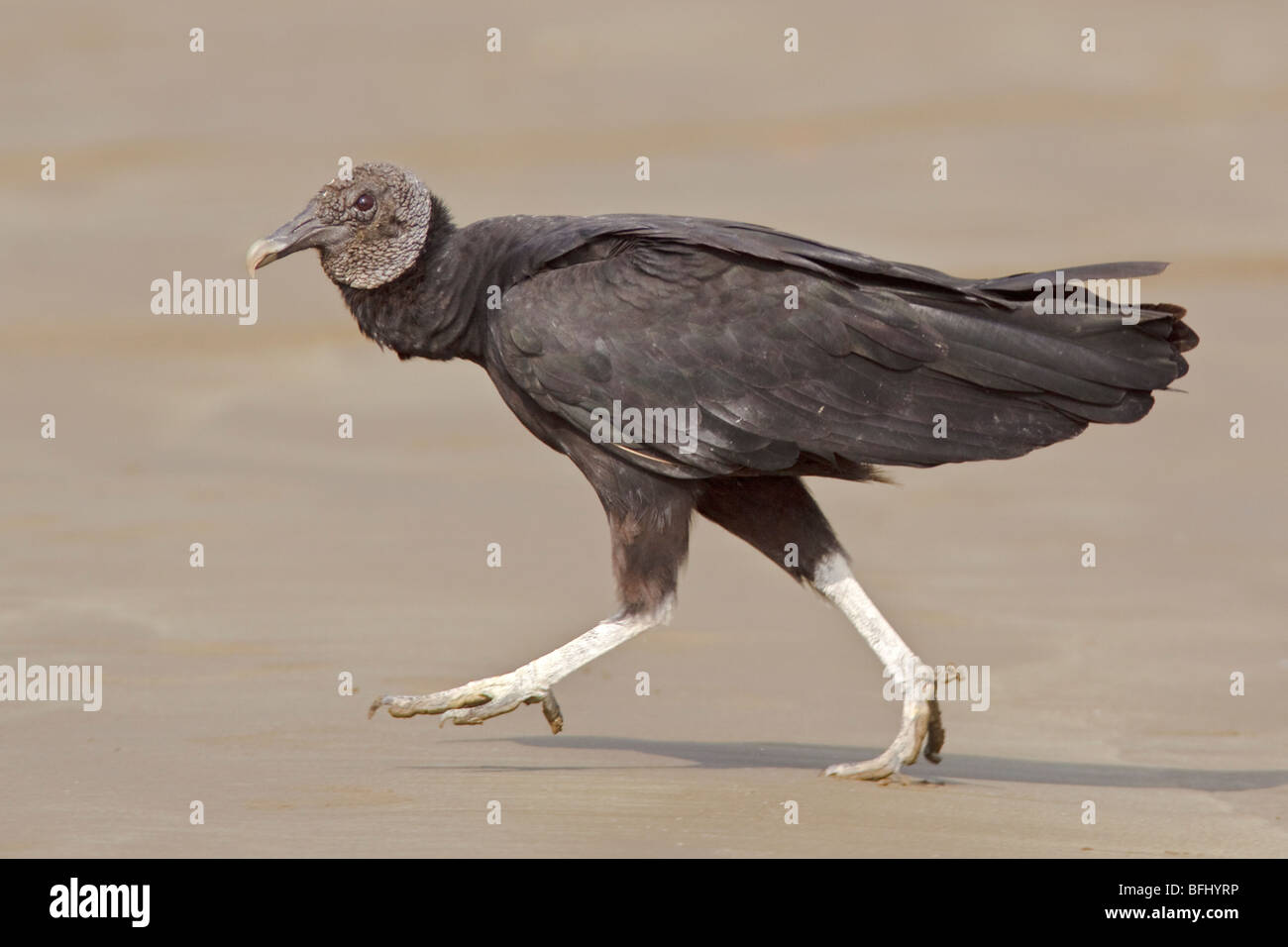 Black Vulture (Coragyps atratus) on the beach on the coast of Ecuador. Stock Photo