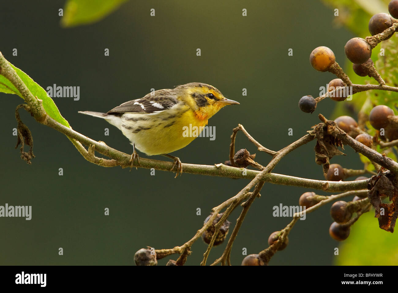 Blackburnian Warbler (Dendroica fusca) perched on a branch in the Tandayapa Valley of Ecuador. Stock Photo