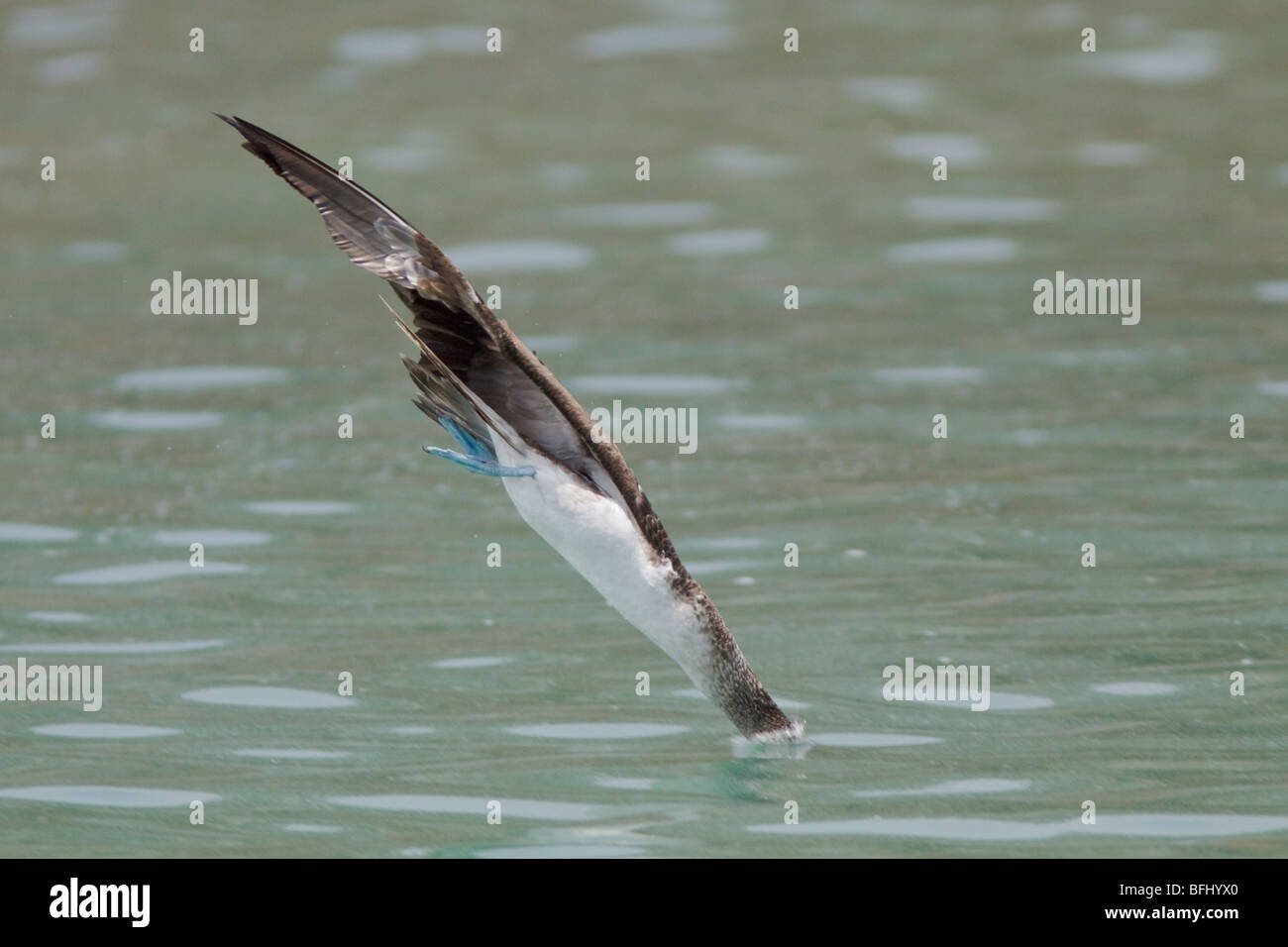 Blue-footed Booby (Sula nebouxii) searching for food while flying along the coast of Ecuador. Stock Photo