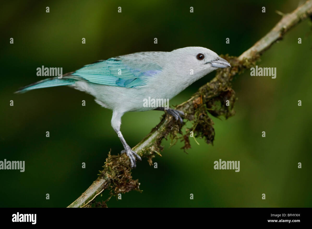 Blue-gray Tanager (Thraupis episcopus) perched on a branch in the Milpe reserve in northwest Ecuador. Stock Photo