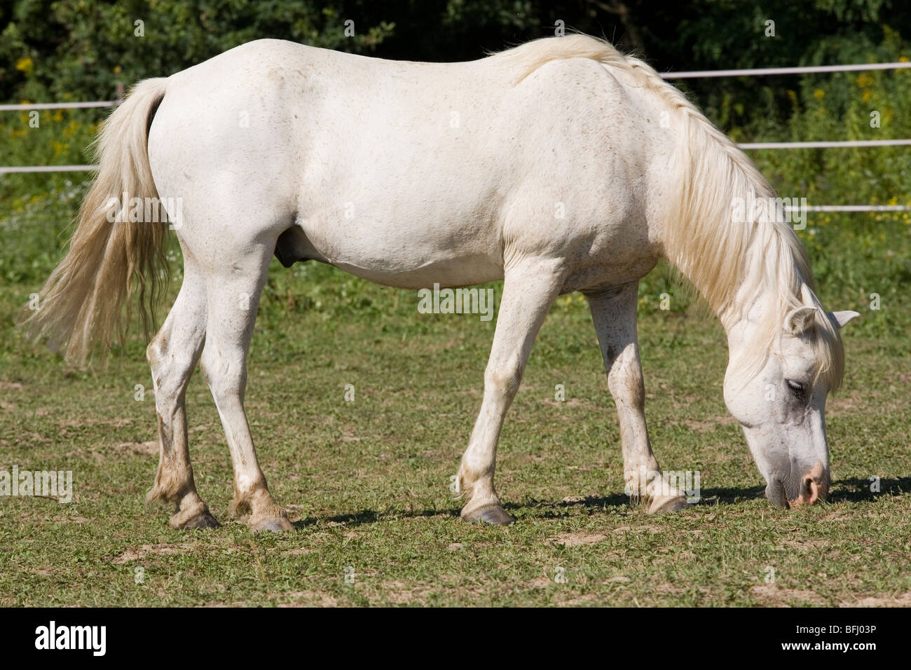 white horse in the farm Stock Photo - Alamy