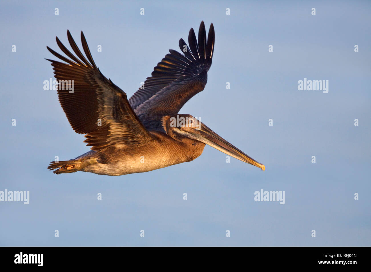 Brown Pelican (Pelecanus occidentalis) searching for food while flying off the coast of Ecuador. Stock Photo