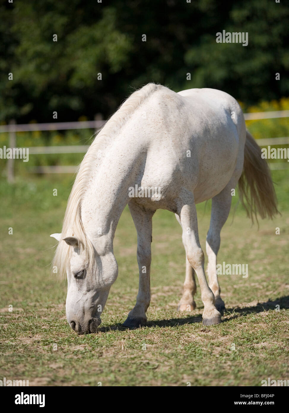 white horse in the farm Stock Photo - Alamy