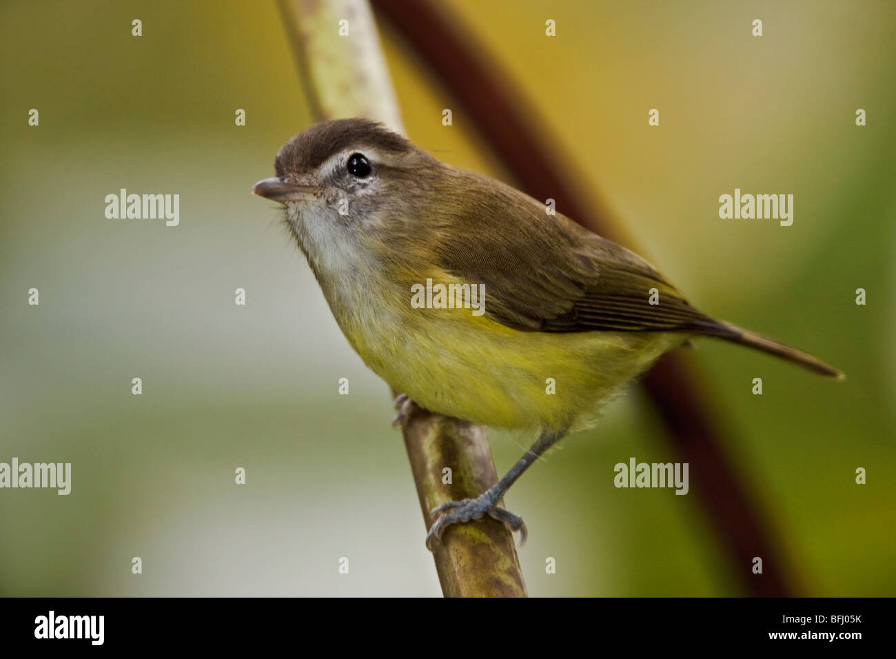 Brown-capped Vireo (Vireo leucophrys) perched on a branch in the Tandayapa Valley of Ecuador. Stock Photo