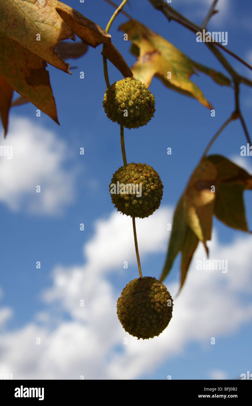 Fruit of Arizona Sycamore (Platanus wrightii) Stock Photo