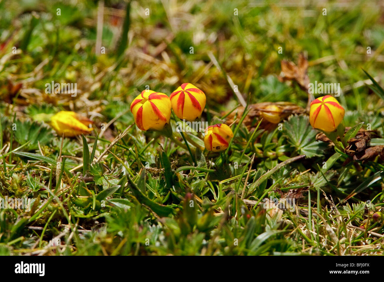 Paramo vegetation in Cajas National Park is southern Ecuador. Stock Photo