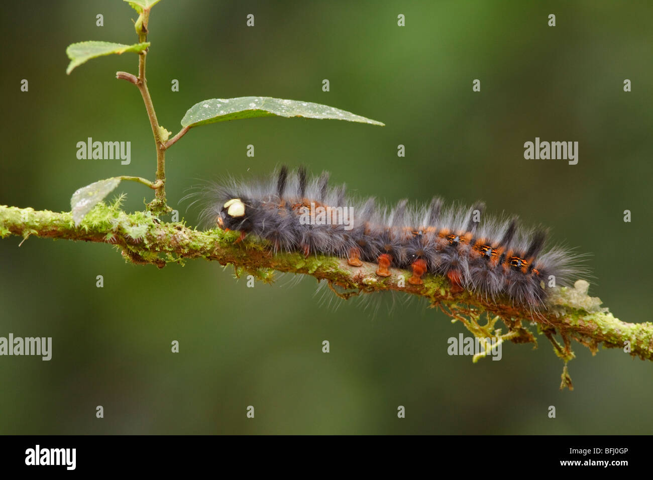 A caterpillar perched on a branch in the Tandayapa Valley of Ecuador. Stock Photo