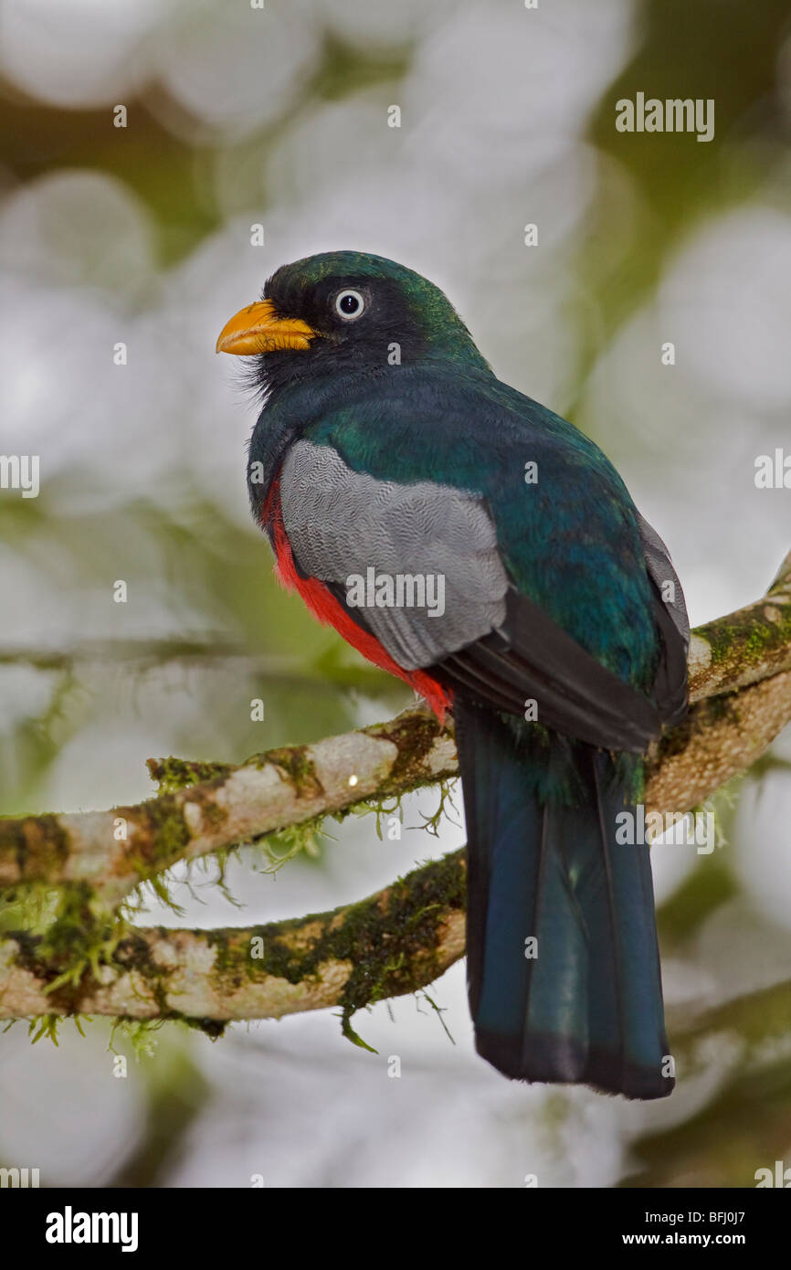 Choco Trogon (Trogon comptus) perched on a branch in the Milpe reserve in northwest Ecuador. Stock Photo