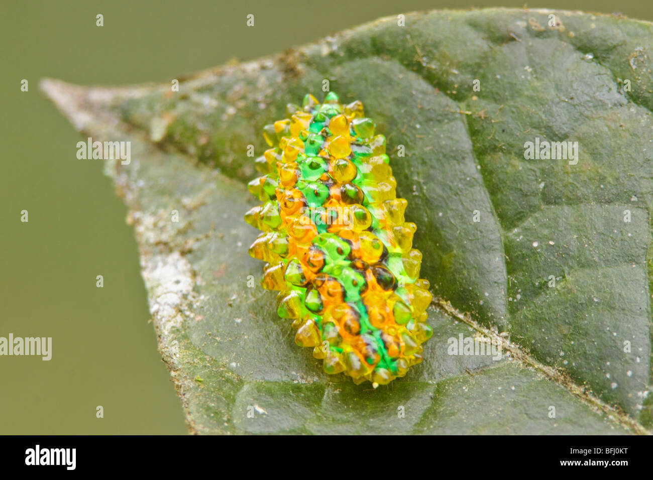 A Caterpillar in Podocarpus national Park in southeast Ecuador. Stock Photo