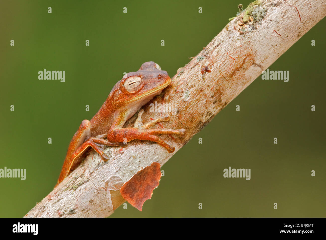 A frog in Podocarpus national Park in southeast Ecuador. Stock Photo