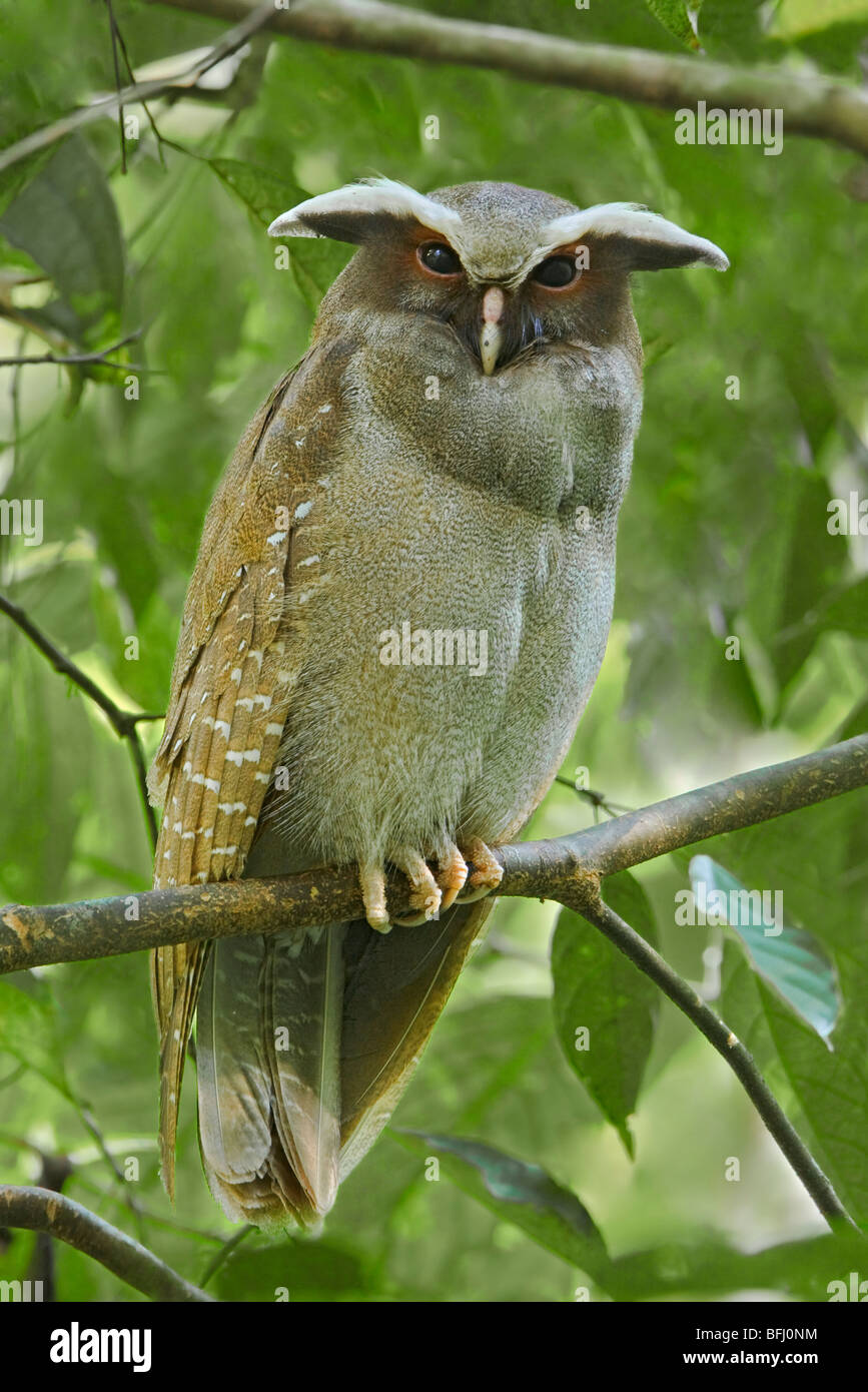 perched on a branch near the Napo River in Amazonian Ecuador. Stock Photo