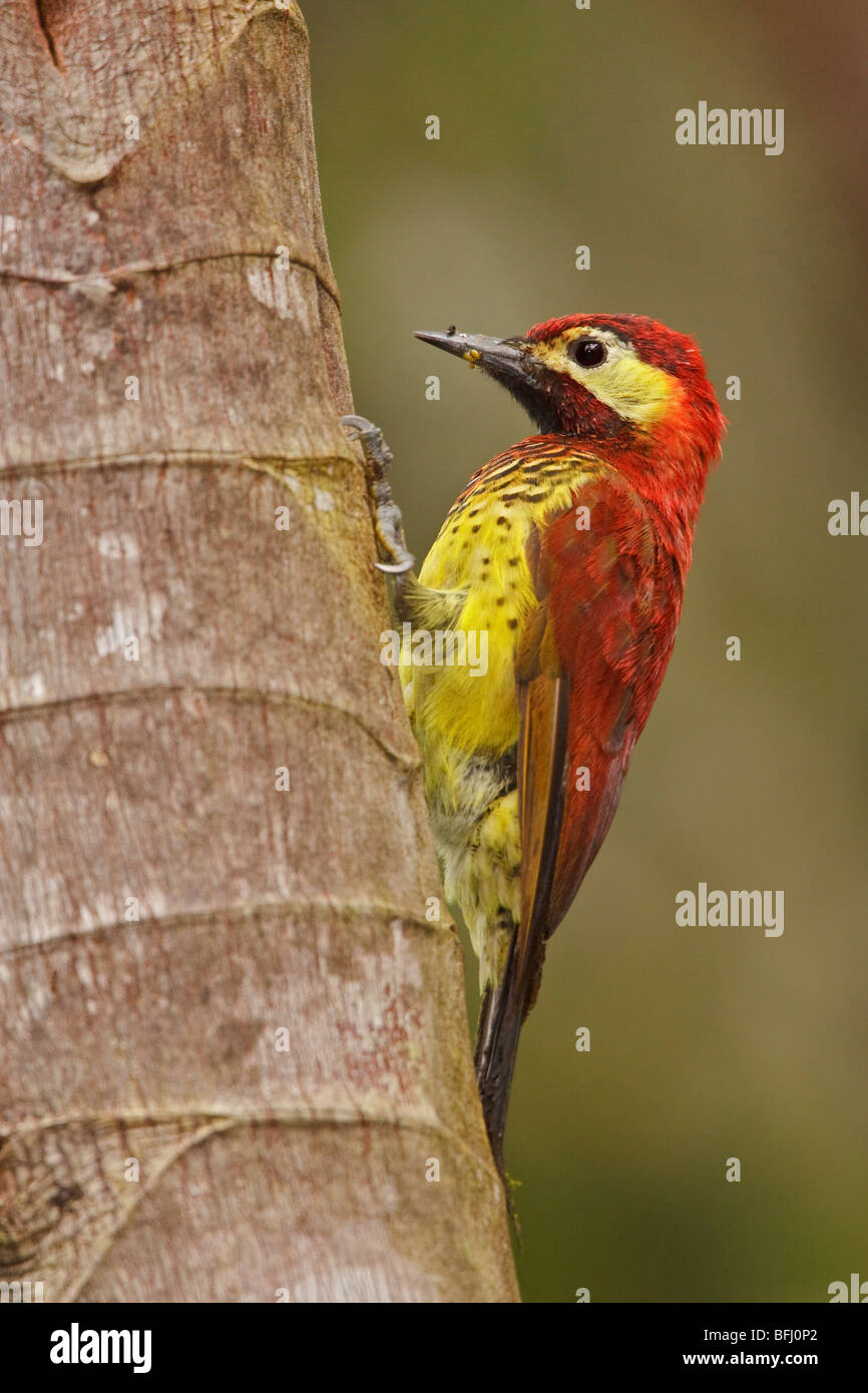 Crimson-mantled Woodpecker (Piculus rivolii) perched on a branch in the Tandayapa Valley of Ecuador. Stock Photo