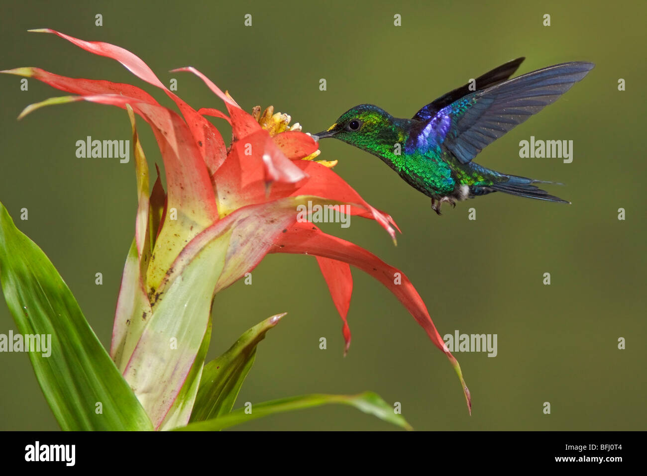 Emerald-bellied Woodnymph (Thalurania hypochlora) feeding at a flower while flying at Bueneventura Lodge in southwest Ecuador. Stock Photo