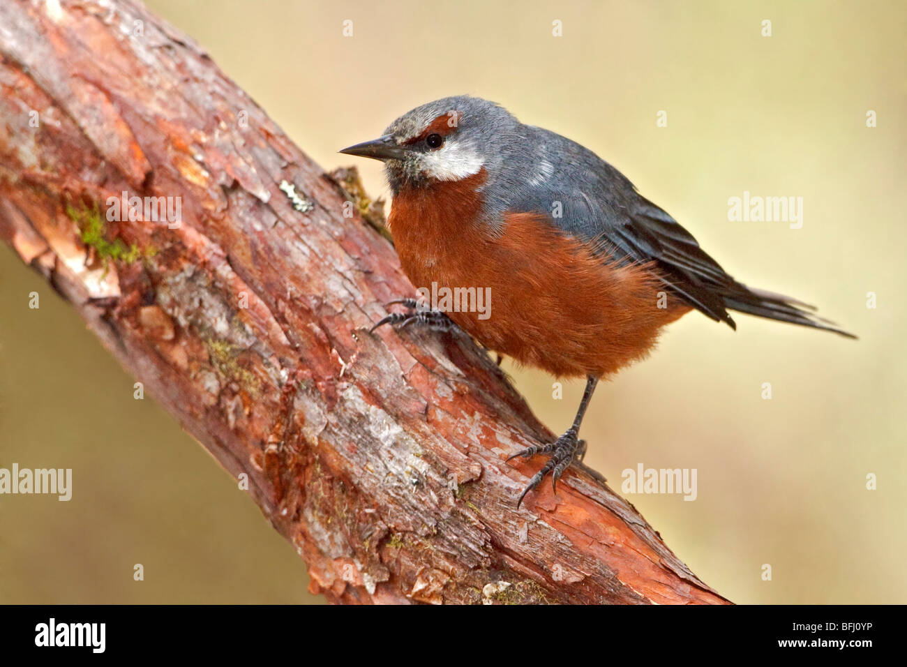 Giant Conebill (Oreomanes fraseri) perched on a branch in a Polylepis forest in Cajas National Park in southern Ecuador. Stock Photo