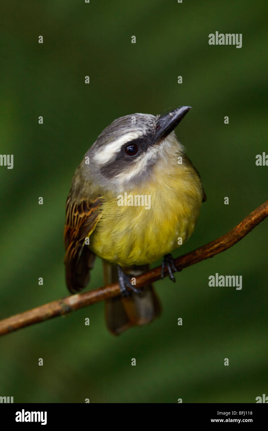 A Golden-crowned Flycatcher (Myiodynastes chrysocephalus) perched on a branch in the Tandayapa Valley of Ecuador. Stock Photo