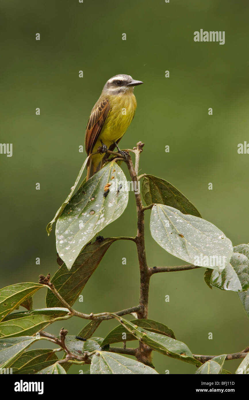 A Golden-crowned Flycatcher (Myiodynastes chrysocephalus) perched on a branch in the Tandayapa Valley of Ecuador. Stock Photo