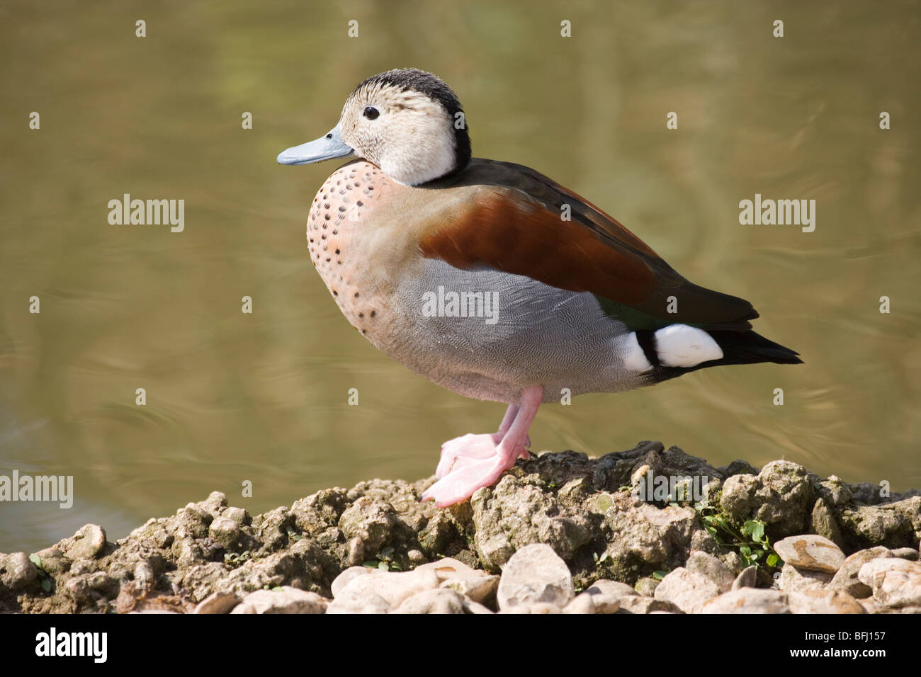 Ringed Teal (Calonetta leucophrys). Male or drake. South America. Stock Photo