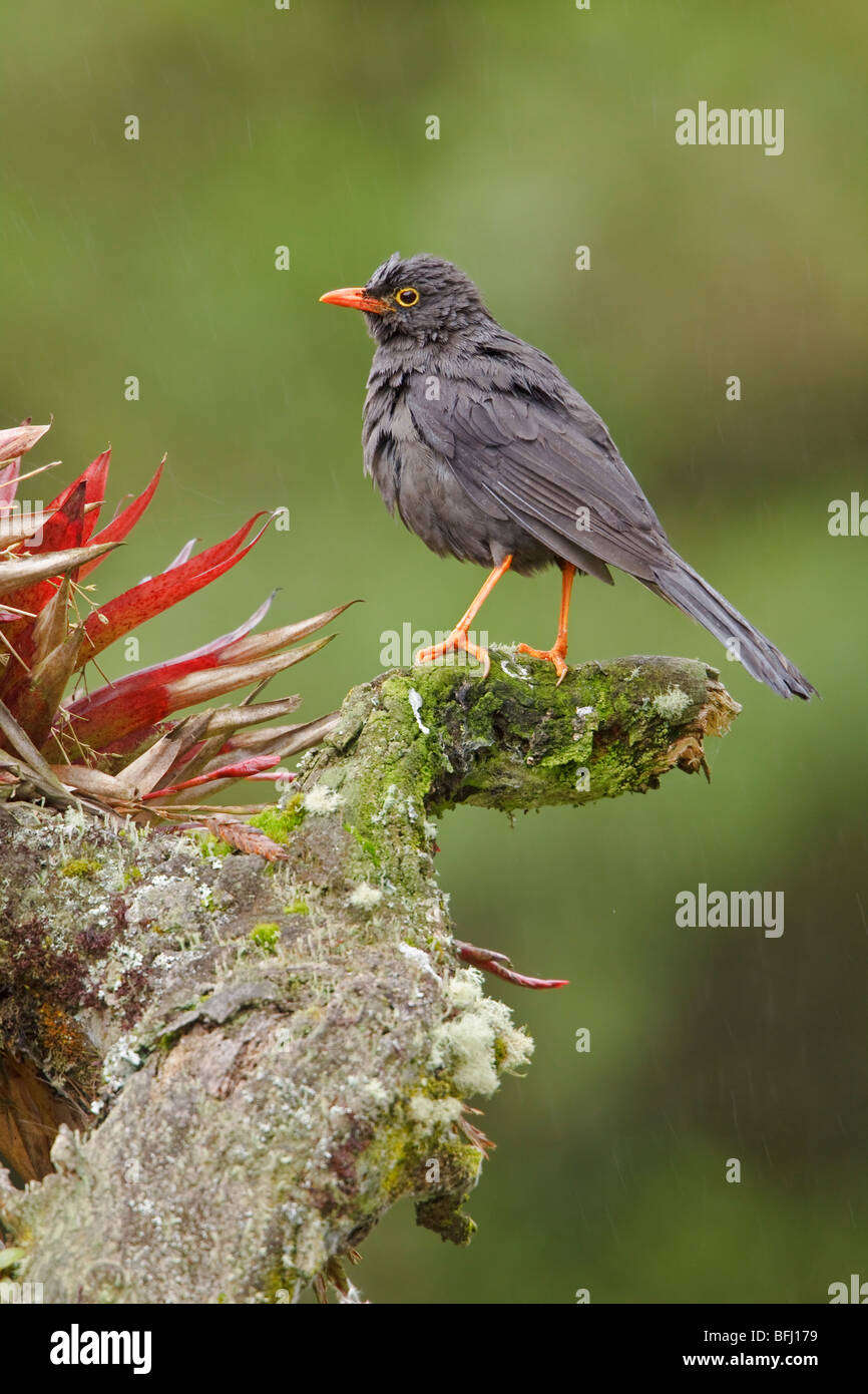 Great Thrush (Turdus fuscater) perched on a branch near the papallacta Pass in the highlands of central Ecuador. Stock Photo
