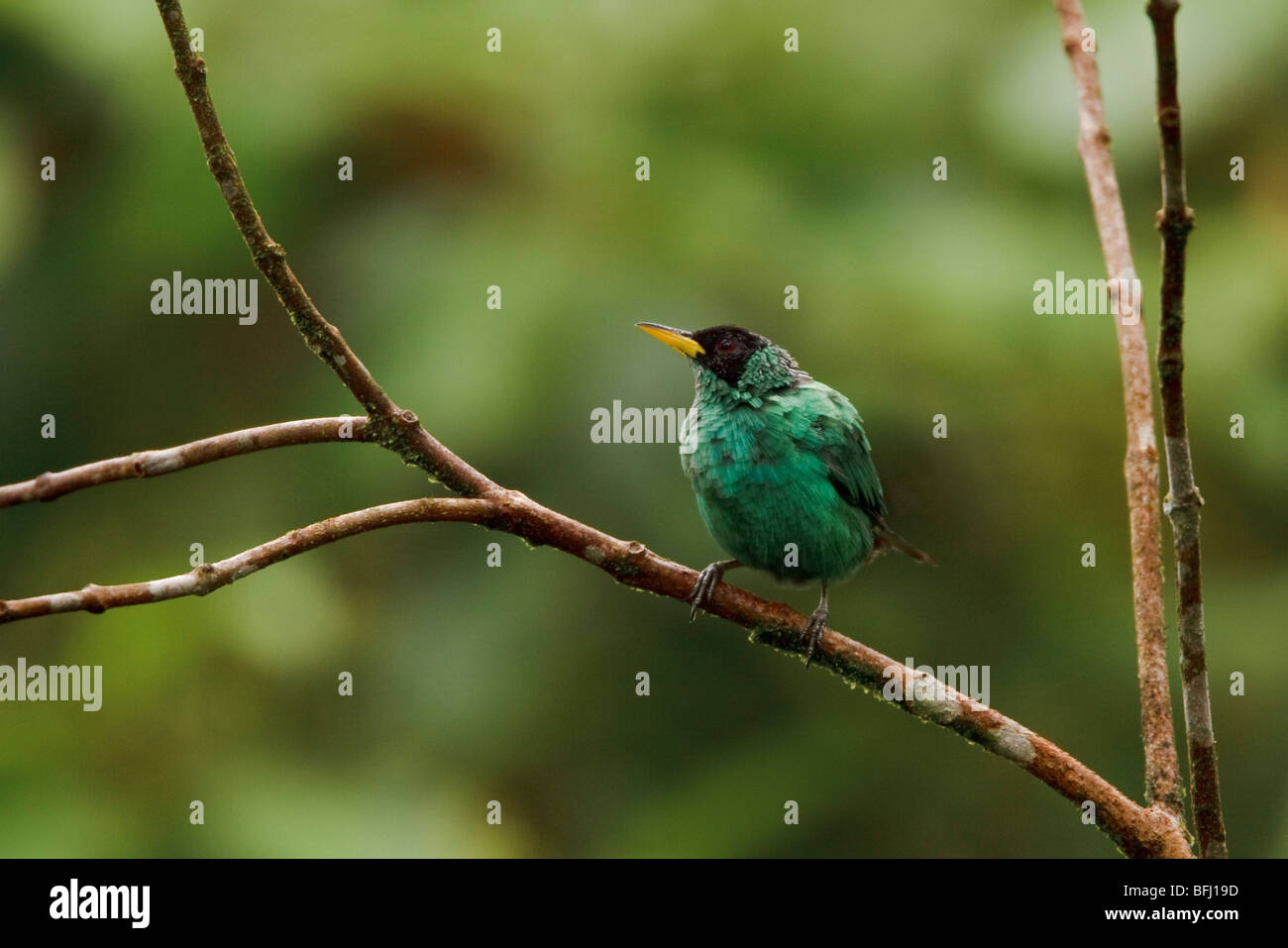 Green Honeycreeper (Chlorophanes spiza) perched on a branch in the Milpe reserve in northwest Ecuador. Stock Photo